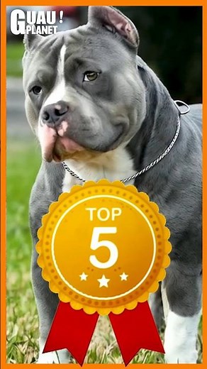 🥊🔥 "Los Titanes del Ring: El Mundo del American Bully" #americanbully
