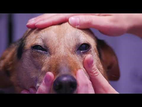 Four signs of pain in the eye of a dog