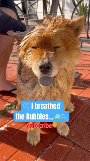 Giving Goku a Bath #dog #pets #pet #funnydogs #dogvideos #dogshorts #shorts