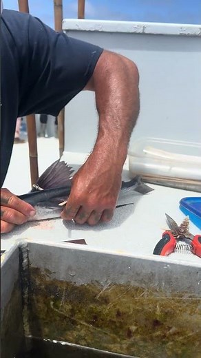 How to Rig a Flying Fish for Bluefin Tuna | Kite Setup Tips