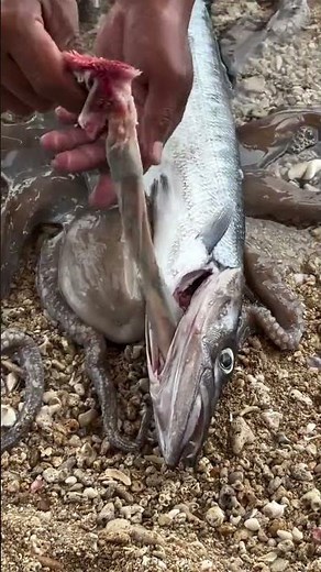 Giant Eel Fish Catching in Mud | Amazing Eel Hunting Video