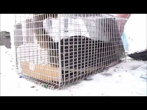Feral Cat goes crazy! Stray Feral Cat Trapping Trap-Neuter-Return