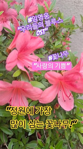 🌸Azalea🌸정원에 가장 많이 심는 꽃나무🌸🌸#철쭉#healing #기분전환 #봄꽃#꽃말#gardening #garden #flowers#임영웅우리들의불루스ost#shorts