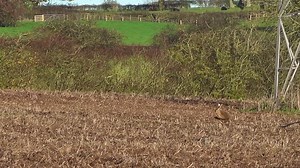 15K views · 162 reactions | Jumping Hare Compilation. | BullX Training Falconry & Hawking | Facebook