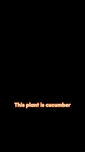 2.3K views · 42 reactions | Because our Sustainable Projects invest money back into our programming, Byron's work ensures that we will continue to have food and funding so our mission of Saving Lives never stops. 𣏕#SavingLives #nonprofit #tomatoes #homegrown #farming #agriculture | Hope of Life International | Facebook