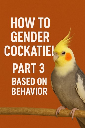 Kung di mo pa rin sure kung lalaki o babae ang cockatiel mo… eto na ang sagot! 🐣💛 Watch ‘How to Gender Cockatiel – Part 3’ 🔍 #CockatielPH #BirdLovers #HJCaviary #CockatielTips #PetBirds #HowToGenderCockatiel | Cockatiel Aviary