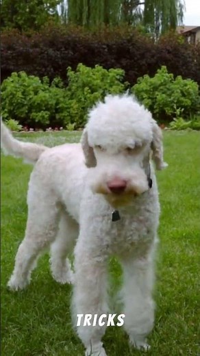 🐩 Eleganz trifft Köpfchen – der Pudel begeistert 🌟