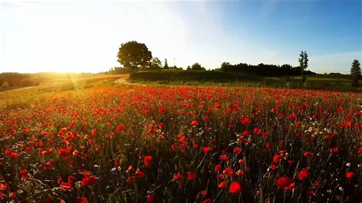 American Legion Past Natl Commander Jake Comer recites "In Flanders Field." Learn more about how #NationalPoppyDay came into existence, including American Legion Auxiliary National Headquarters' crucial role: https://www.legion.org/poppyday/history. #PoppyDay #LegionFamily | The American Legion National Headquarters