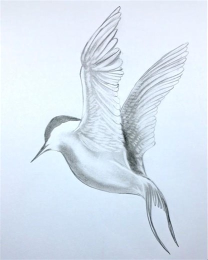 Bird 🐦pencil drawing process