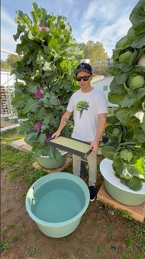 This is how we grow 18 cabbages vertically on aeroponic towers #cabbage #farming #agriculture