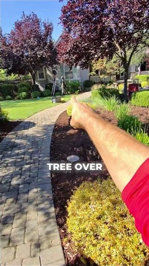 Step 1 for Tree Lighting: Stand Back and VISUALIZE 🌳