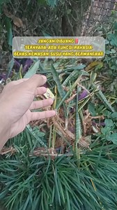 215K views · 1.7K reactions | Manfaat lain dari bekas kemasan susu ultra #idekreatif #lifehacks #tutorial | Winda Nuraini | Facebook