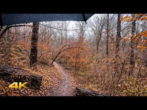 Light Rain Forest Walk in 4K | Bird Sounds & Peaceful Trail Ambience (No Music)