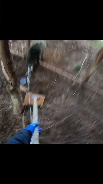最後はイノシシに突進されるところでした。