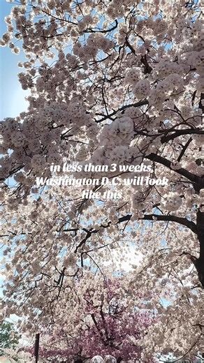 Peak Bloom has officially been announced! 📣 📍Washington, D.C. #cherryblossoms #washingtondc #spring #cherryblossomsafterwinter #traveltiktok @Visit Washington, DC