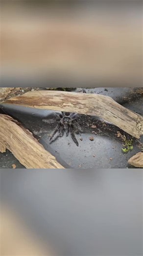 they love a photo shoot these guys 🤣🤣 #fyp #tarantulasoftiktok #spider #photo #addiction