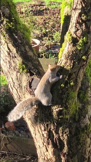Screwy Squirrel Squeaking #squirrel #squirrelnoises #squirrelnoise #squeaking