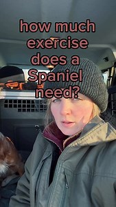 Exercising your spaniel isn’t just about walking them. #dogtrainingtips #spaniel #dogtraining #dogtrainingadvice | The Spaniel School