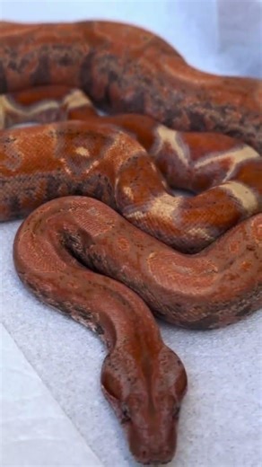 One year old Tigger outside clip back in April 2023. At four years of age, I can say this project…