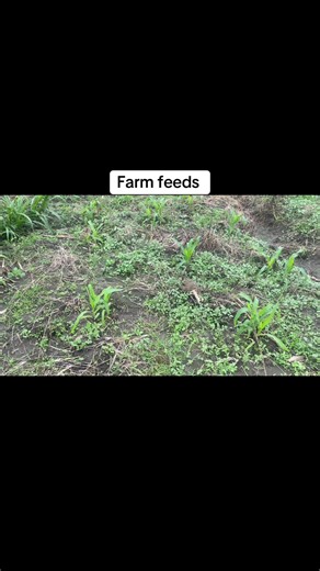 How to cut farm expenses #maize #dairfarming #cow #uganda #breed #pig #cheap #silage #milk