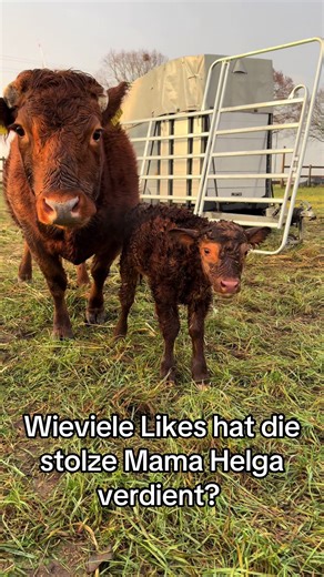 Heute hat unsere Helga gekalbt 🥰 #dexter #kuh #rind #kalb #bauernhof