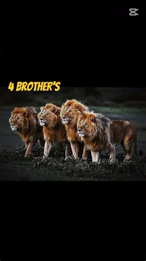 Lion 🦁 4 Vs 4 FREE FIRE 🔥 #freefire #lion