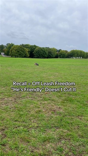 Effective Recall Training for Off-Leash Freedom