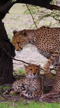 Fastest But Nearly Extinct , CHEETAHs. #animalstory #KyrAetos #cheetas #hyenas #Theft #Extint