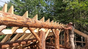 Short days caused by high humidity and afternoon thunderstorms slow me down but I was able to finish framing the roof which prepares me to start drying in the cabin this week, well before winter starts. I remove the last of the steel cables from the trees, relieved that I am finished hoisting heavy logs into place. Each afternoon, we go for walks along the creek in the cool, shaded forest, observing that the water levels are starting to rise again after hitting lows a couple of weeks ago. At thi