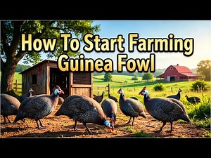 How To Start Farming Guinea Fowl