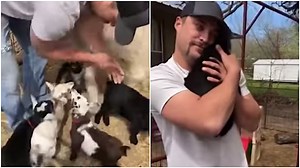 Baby Goats Line Up to Get Hug From a Human