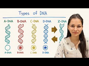 Types of DNA in हिन्दी | Differences & Structure | B.Sc. & M.Sc. Zoology