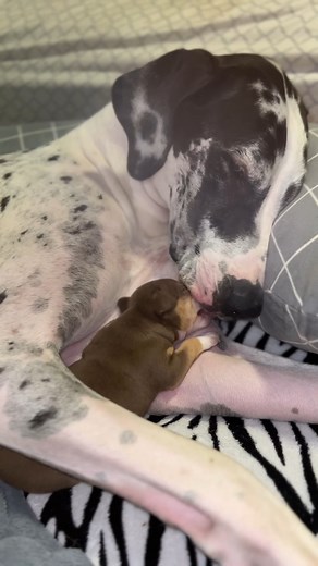 🚨🆘🐾 When this Chihuahua needed help, a Great Dane was there to save the day! | Dear Danes