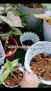 Anthurium Potting mix Thank you for the overwhelming support🫰❤️ #caladium Lovers #caladiumcollections #reels #lovekyegarden #lovekye8 #lovekyegarden #lovekye #fyg #gardeninstagram #shortvideos #Reels #plantreels #gardenreels #everyone #highlights #followers#caretips #houseplantcaretips#plantscollection #gardendesign #plantparentcommunity #plantpeoplants #gardenersofinatagram #growyourown #mygarden #gardeninspiration #gardenlove #gardeninstagram #landscaping #homegrow | LovekyeGarden