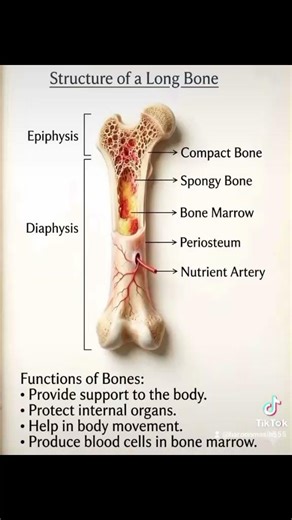 Structure of a Long Bone
