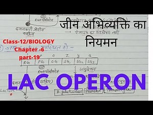 कक्षा-12/अधययाय-6/P-19/जीन अभिव्यक्ति का नियमन (regulation of gene expression)लैक ओपेराॅन माॅडल