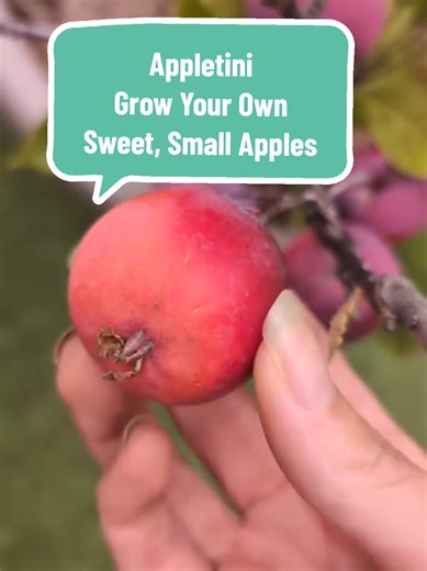 Grow your own small, sweet apples. This is called Appletini and it's a self fertile fruit tree which produces lots of small, perfectly sized snacking apples. Because it stays relatively compact, it can be grown in containers or in the ground and is perfect for small gardens. I have mine in a 50cm pot and it's now in its second year so will become more productive. #appletini #appletree #fruittree #growyourownfood #TikTokMadeMeBuyIt