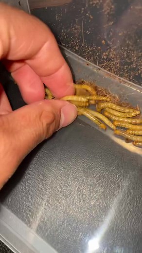 Breeding Project: Beetle Larvae Care Guide