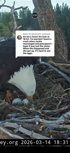 Replying to @sbrassa6 sorry to use you as an example but things are good!#jackieandshadow #Sunnyandgizmo #2ndclutch #bigbear #fobbv