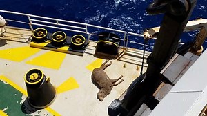 From legal challenges to investigations — with your support, we will continue to work every possible angle for the animal victims of the live export trade. We will fight for as long as it takes. Because their lives are worth more than 'trade relations'. Because no amount of profit could ever justify their suffering. And because they aren't cargo — they are living, breathing, feeling beings who deserve our care and compassion. If you agree, please consider supporting our urgent live export action