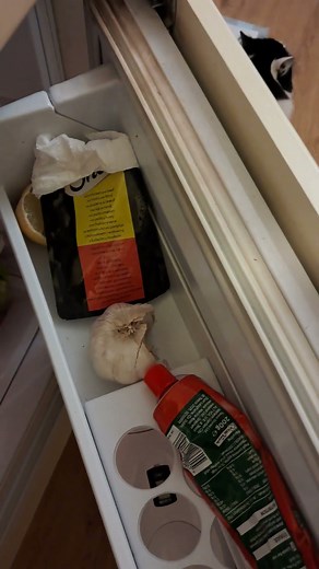 Supper Time Monty 😋😻🐾