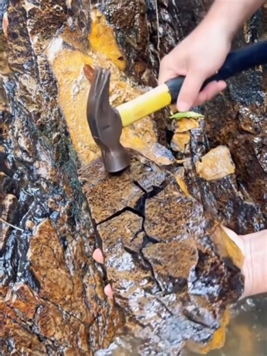 Discover the Fascinating World of Fossil Stones