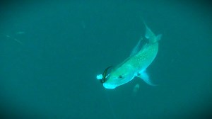 Snapper striking softbaits in 50m of deep water 😲😮... a short info-video showing the NEW DEEP WATER RIGS FOR SOFTBAITS, bigger brighter 'n better, with how-to set up in full stealth mode as well 👍👍. Great for high current softbaiting as well (Kaipara, Manukau...). WATCH and check these rigs out, softbaiting may never be the same....tight lines. Espresso. P.S. If you have a mate or two that could do with some good info. on catching fish in deeper water, let 'em know, share the good news 👉 . 