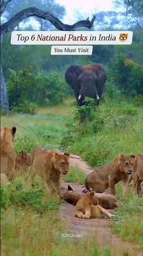India’s Best National Parks for Wildlife Lovers 🏞️🐯 #travel #shorts