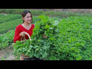 Have you ever cook this vegetable ? Fresh edible amaranth cooking | Healthy food recipe