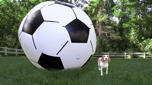 Puppy vs GIANT Soccer Ball‚ Indie‚ Surprise Reaction to the Soccer Ball Prank!