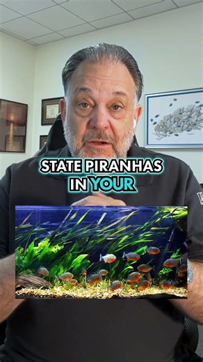 12K views · 173 reactions | Piranhas Aren’t as Dangerous as You Think...