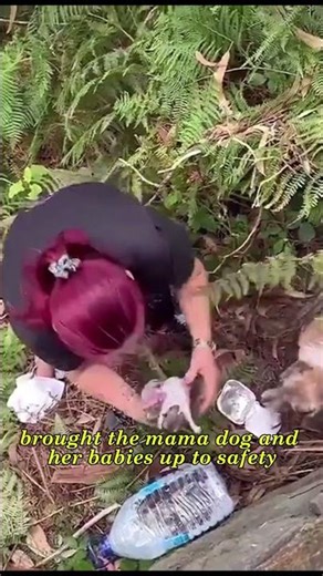 Woman Rescues Mother Dog and Puppies Living Under a Bridge ❤️#shorts