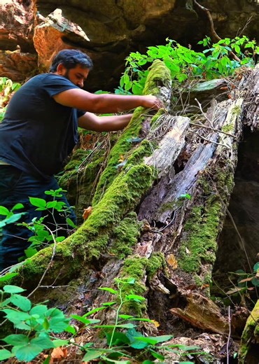 339K views · 3.2K reactions | I'm building a shelter under the root of a tree #wildlife #adventure #camping #diy #nature #asmr #bushcraft #survival #fblifestyle | HK Outdoors | Facebook