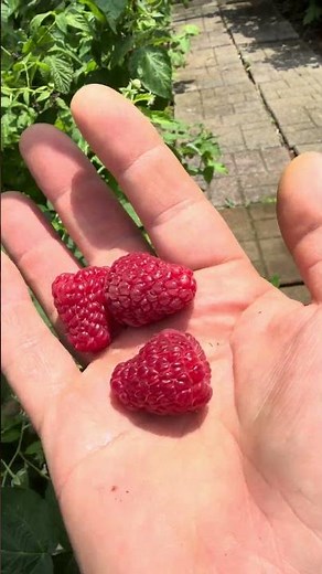 Key To Massive Organic Homegrown Raspberries